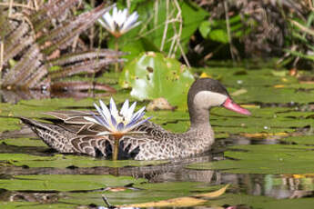 Canard à bec rouge