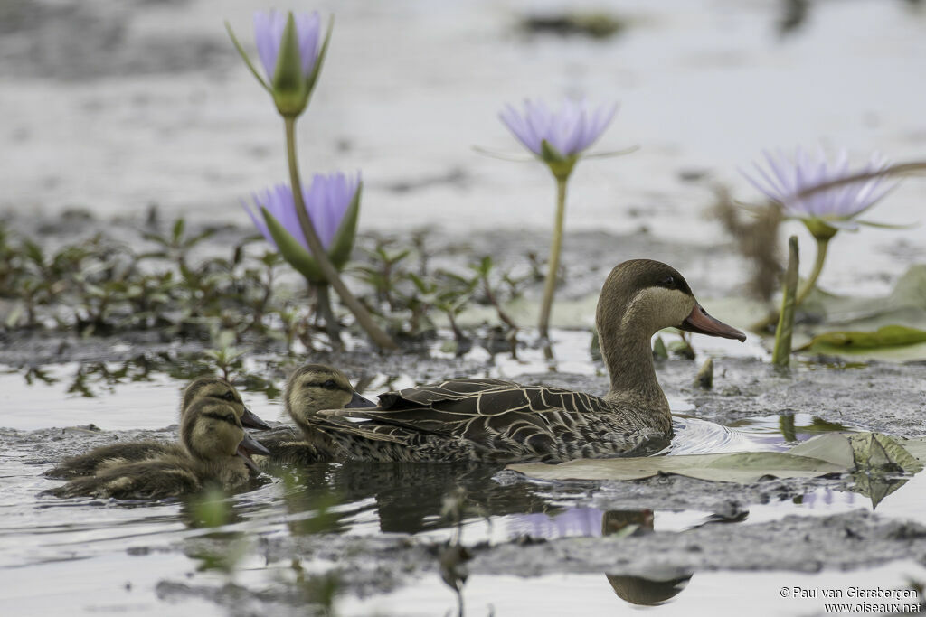 Red-billed Teal