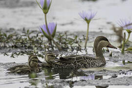 Red-billed Teal