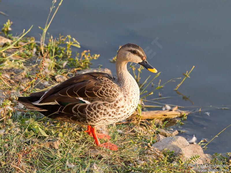 Canard à bec tacheté