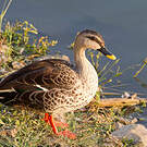 Canard à bec tacheté