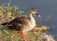 Canard à bec tacheté