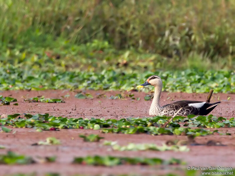 Canard à bec tacheté