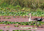 Canard à bec tacheté