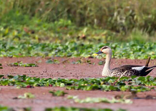 Canard à bec tacheté