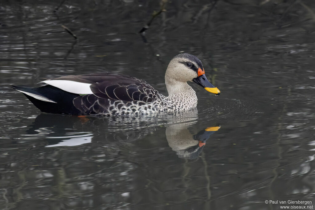 Indian Spot-billed Duckadult