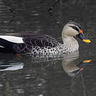 Canard à bec tacheté