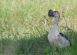 Knob-billed Duck