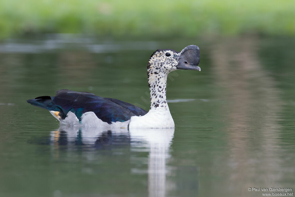 Canard à bosse mâle adulte