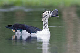 Knob-billed Duck