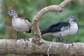 Knob-billed Duck