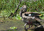 Canard à collier noir