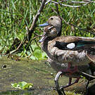 Canard à collier noir