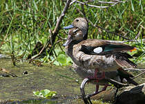 Canard à collier noir