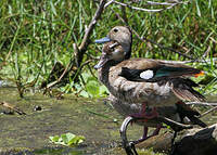 Canard à collier noir