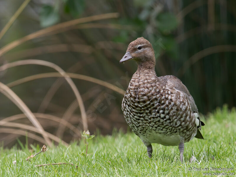 Canard à crinière