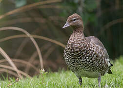 Maned Duck