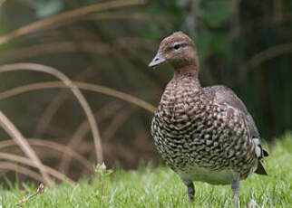 Canard à crinière