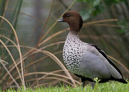 Canard à crinière