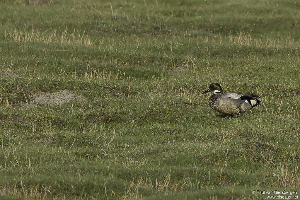 Canard à faucilles mâle adulte