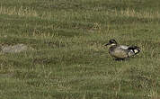 Canard à faucilles