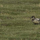 Canard à faucilles