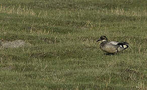 Falcated Duck