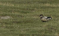 Canard à faucilles