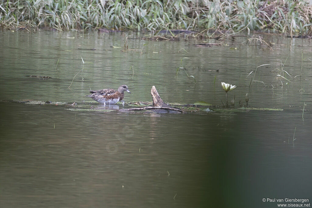 Canard à front blancadulte