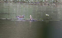 Canard à front blanc