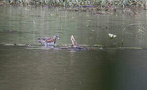 American Wigeon