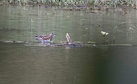 Canard à front blanc