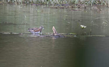 Canard à front blanc