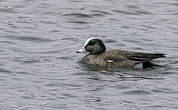 Canard à front blanc