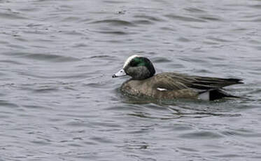 Canard à front blanc