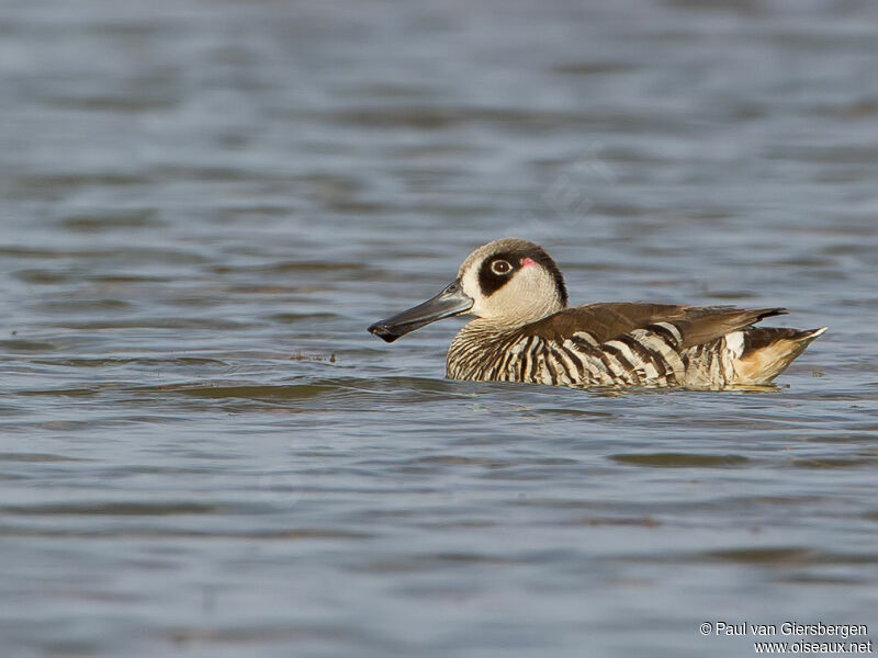 Pink-eared Duck