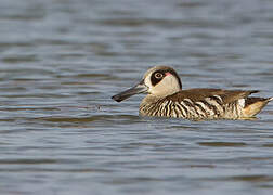 Pink-eared Duck