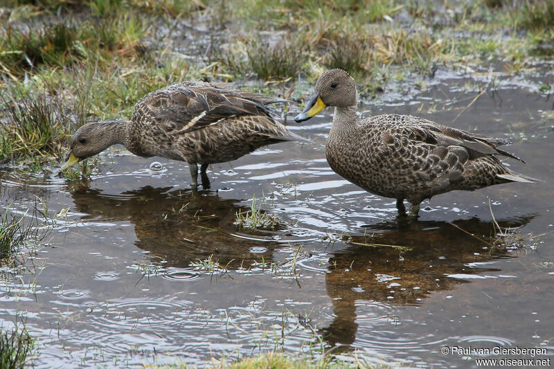 Yellow-billed Pintail