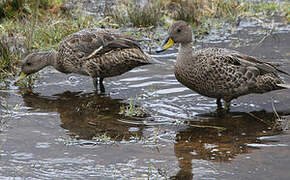 Yellow-billed Pintail