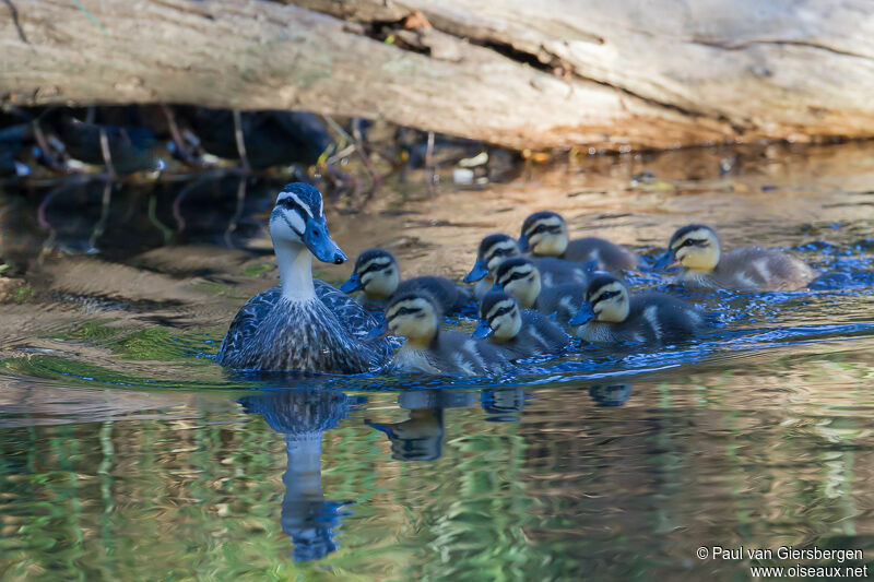 Pacific Black Duck