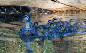 Pacific Black Duck