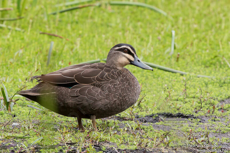 Canard à sourcils