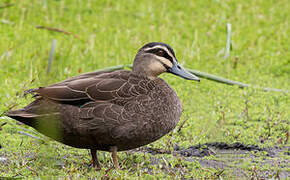 Canard à sourcils