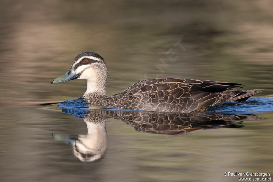 Canard à sourcilsadulte