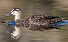 Canard à sourcils