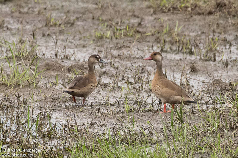 Canard amazonetteadulte, habitat