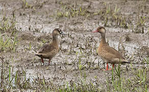 Canard amazonette