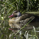 Canard amazonette