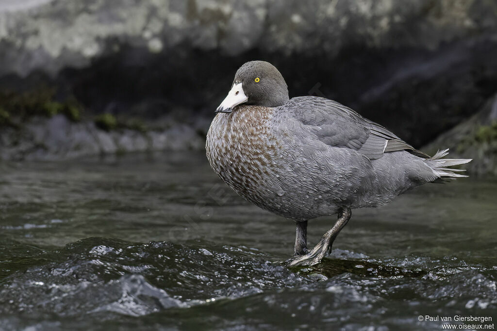 Canard bleu