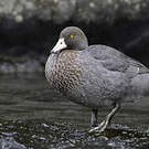 Canard bleu
